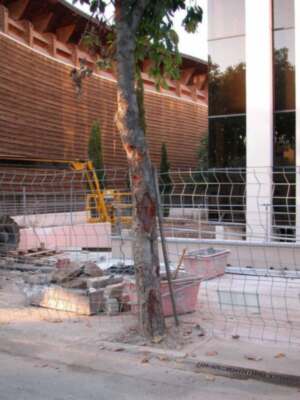 Continúa la agresión al arbolado en el Parque Tecnológico de Sevilla