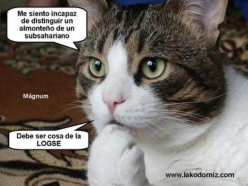 Máximun, un gato con ojos verdes y una expresión confundida.