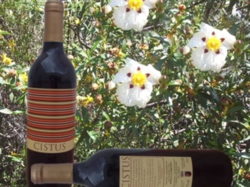 Botella de vino Cistus con etiqueta de rayas rojas y amarillas, rodeada de flores blancas y hojas verdes.