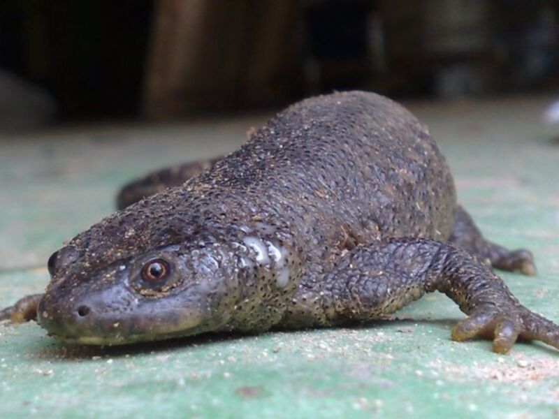 Un nuevo nacido de salamandra europea, con un color marrón oscuro y una textura rugosa en su piel, posado sobre un suelo de color verde claro.