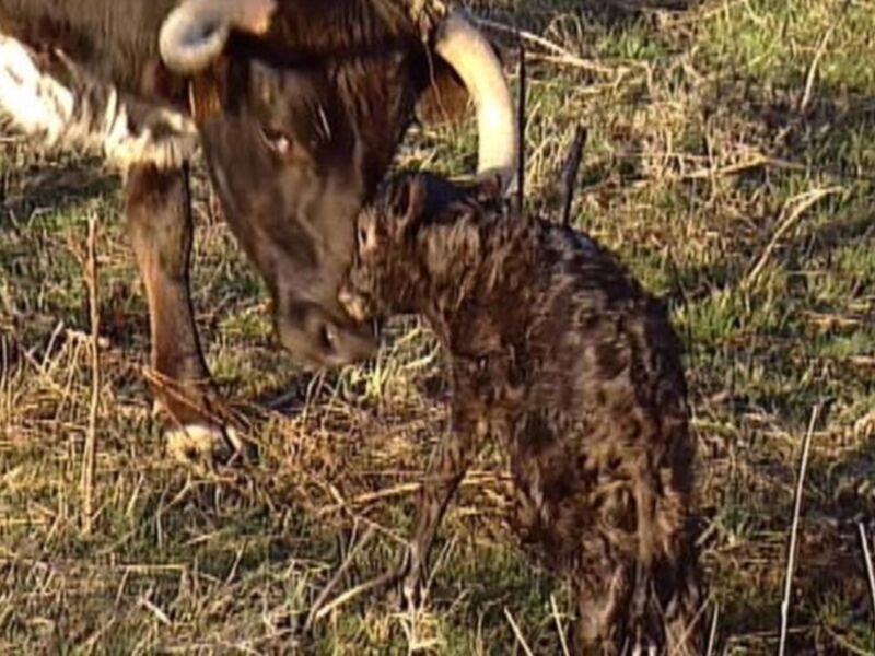 Un búfalo adulto con cuernos grandes y una hiena joven con pelaje moteado en un entorno de pasto seco.