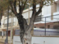 Árbol en un entorno urbano con una cerca y edificios al fondo.