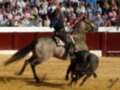 Un torero montado en un caballo en acción durante una corrida de toros en España.