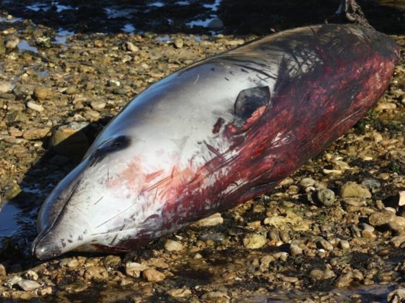 Una ballena muerta en la orilla de un río, con su piel roja y sangre manchada.