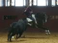 Jinete en acción durante un entrenamiento de equitación con un toro en un recinto interior.