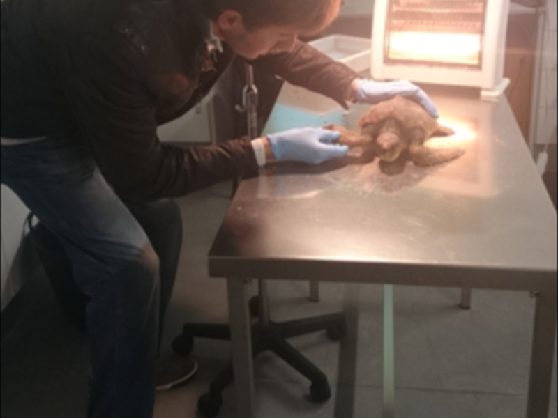 Un veterinario examina a un perro en una clínica, con un monitor de datos en el fondo.