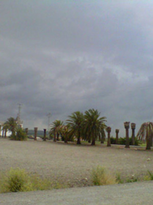 La plaga del Picudo que ataca a las palmeras vuelve a Sevilla