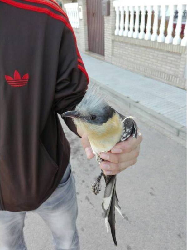 Un pájaro en las manos de una persona con una chaqueta roja y negra.