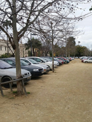 Protección del arbolado viario