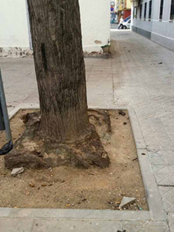 Un árbol con su raíz expuesta en un espacio entre la calle y el borde de una acera. La raíz está expuesta, mostrando su estructura y la textura del suelo. La imagen muestra una calle con edificios a ambos lados, y la raíz del árbol se encuentra en el centro de la imagen.