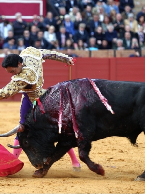 Un torero en traje de luces enfrentándose a un toro negro en una plaza de toros.