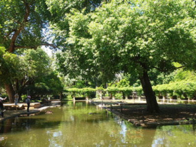 El estanque de Los Lotos en el Parque de María Luisa de Sevilla