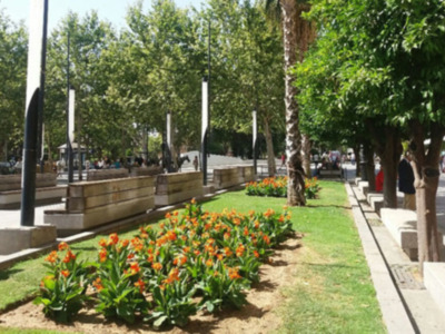 Plantaciones en la Puerta de Jerez de Sevilla