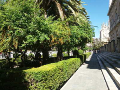 Florece en Sevilla la Corona de Novia
