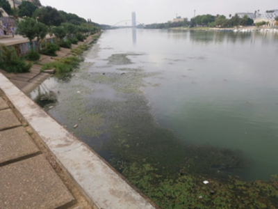 La Corta de la Cartuja