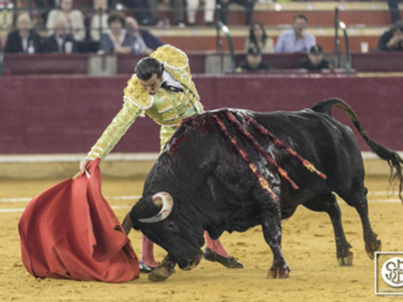 Un torero en acción durante una corrida de toros, mostrando habilidad y valentía en el ruedo.
