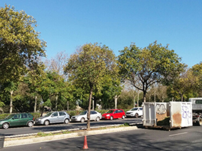 Árboles verdes y coches estacionados en una calle tranquila bajo un cielo azul claro.