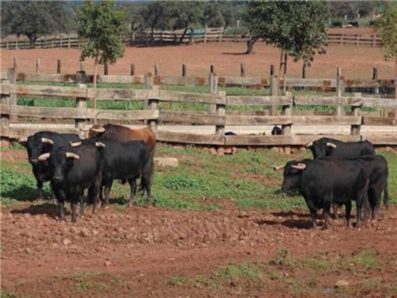 Vacas negras pastando en un campo con cercas de madera y árboles al fondo.