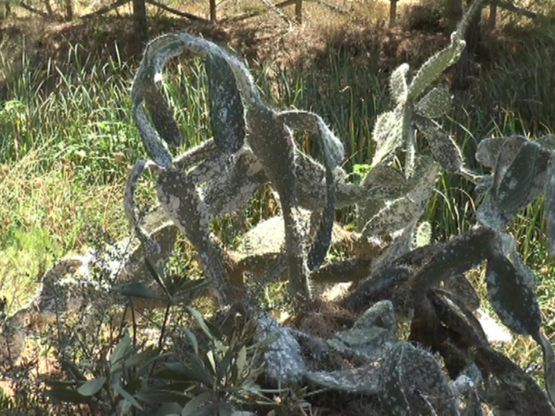 Un cactus espinoso en un paisaje natural con hierba y vegetación.
