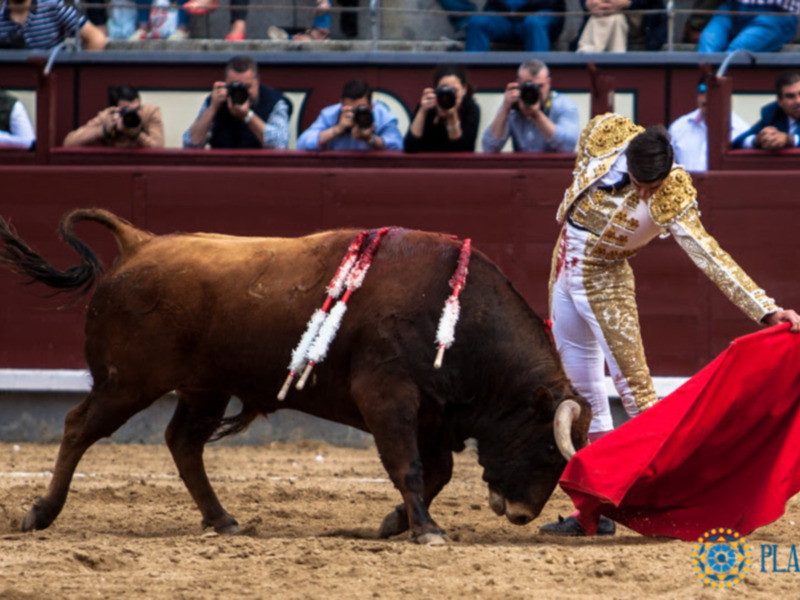 Un torero en traje de luces interactúa con un toro durante una corrida de toros en un ruedo.