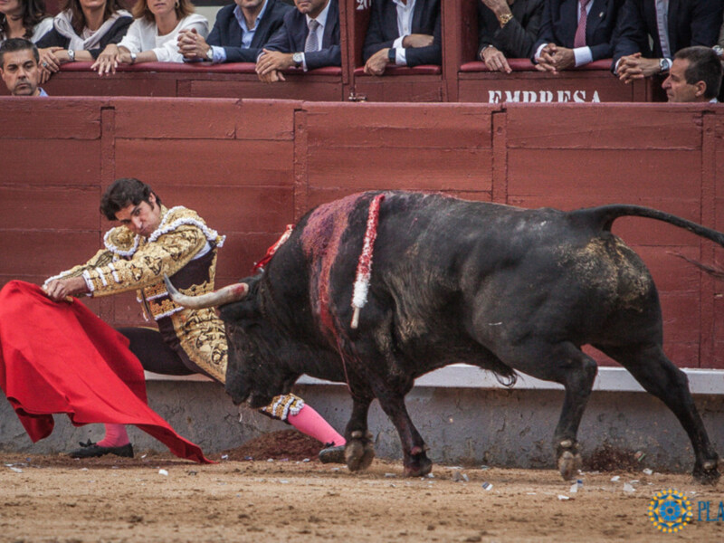 Un torero con un chaleco dorado y una saya roja lucha con un toro negro en una plaza de toros. La escena está rodeada por espectadores en los palcos, todos mirando la acción.