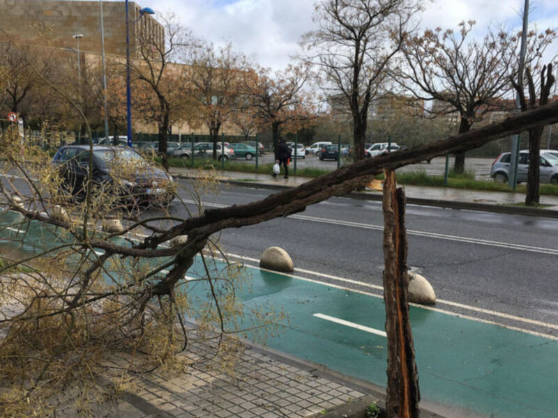 Sección de árbol caído en la acera, con coches estacionados en el fondo y un edificio en el horizonte.