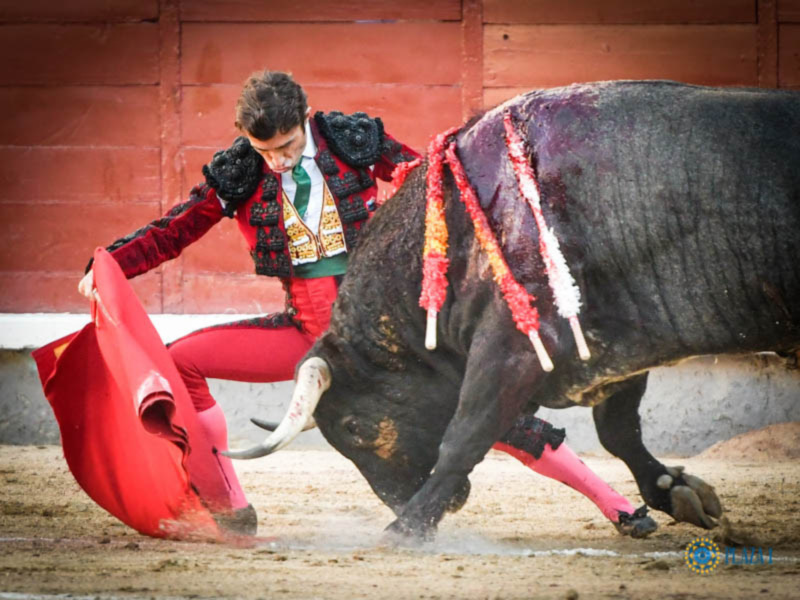 Un torero en acción durante una corrida de toros, con el toro en el fondo y el torero en el primer plano, ambos en una arena de arena.