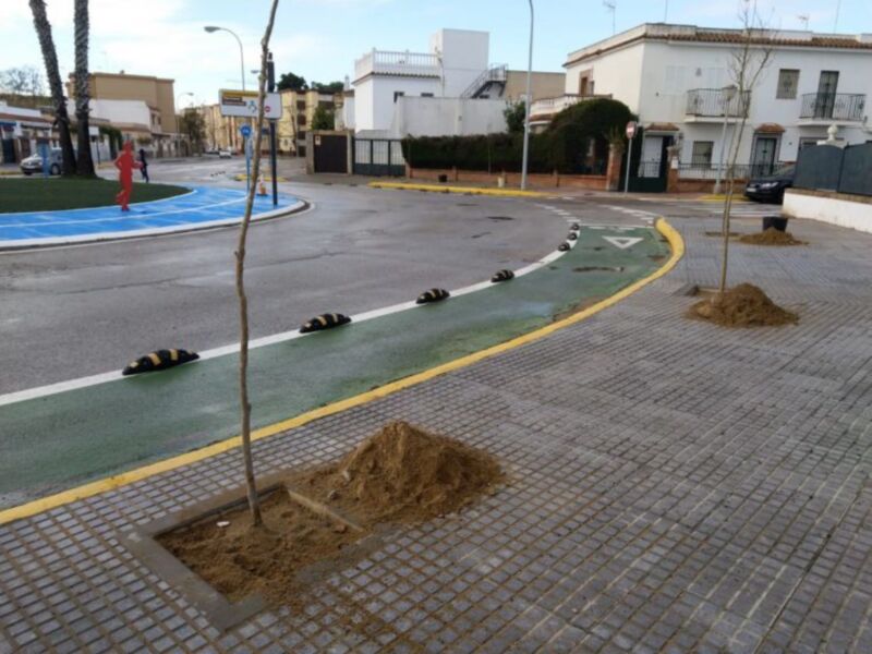 Un árbol recién plantado en una calle con casas blancas en el fondo.