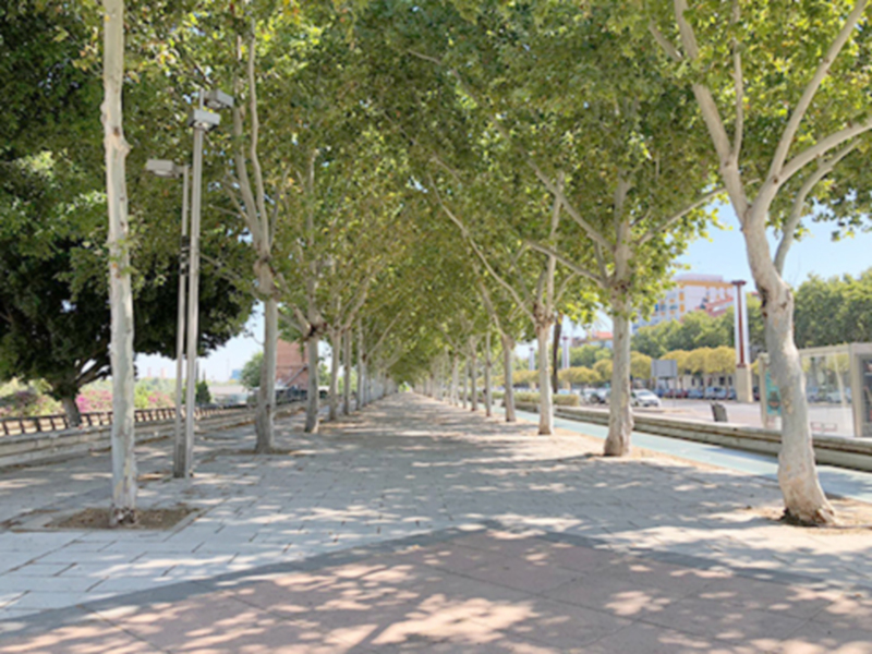 Paseo arbolado junto al río con sombras de hojas en un día soleado.