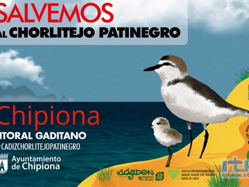 Salvemos al Chorlitejo Patinegro en el Litoral Gaditano. #CadizChorlitejoPatinegro. Ayuntamiento de Chipiona. C.A.N.S. Asociación Medioambiental. #C.A.N.S. en acción. #AytoChipiona. #LitoralGaditano. #SalvemosAlChorlitejoPatinegro.