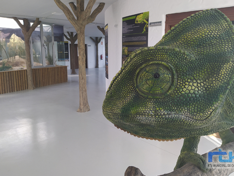 Un camaleón verde en un museo, con detalles sobre la especie en una cartelera adyacente.