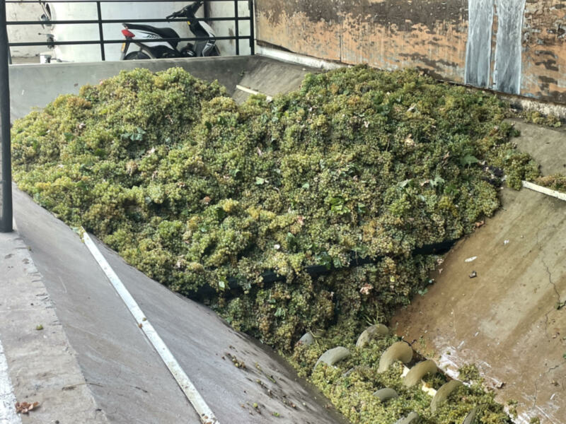 Gran montón de uvas blancas en una calle, junto a una pared de ladrillo rojizo y una motocicleta aparcada en el fondo.