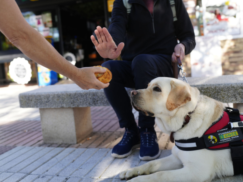 Un perro guía en un parque, esperando una recompensa de un hombre que le ofrece una galleta. El perro lleva un chaleco de servicio con la etiqueta 'Fundación ONCE Perro Guía'.
