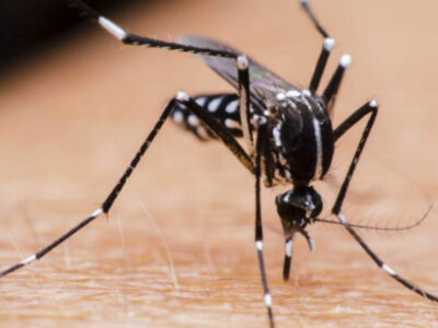Picaduras de insectos, virus del Nilo y móviles en verano en "Salud al día"