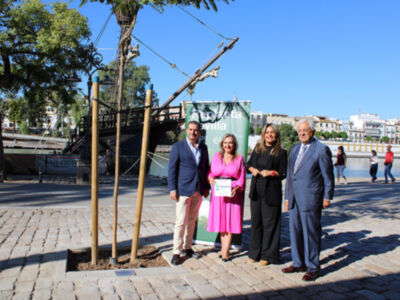 La Cámara de Comercio y el Ayuntamiento  de Sevilla refuerzan el patrimonio verde con 208 nuevos árboles