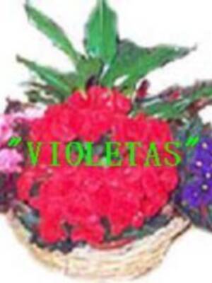 CADA DÍA UNA FLOR DE SANTA ÁNGELA DE LA CRUZ. (VI)