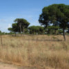 Los pastos secos son un riesgo de incendio en el Pinar de Chipiona.-