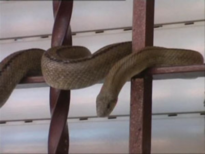RECUPERAN UNA CULEBRA DE ESCALERA EN LA VENTANA DE UN DOMICILIO EN CHIPIONA.-