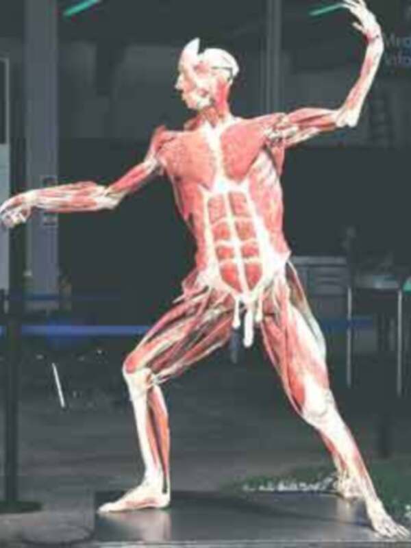 Modelo anatómico de músculos humanos en posición dinámica, ilustrando la estructura muscular y la movilidad del cuerpo humano.