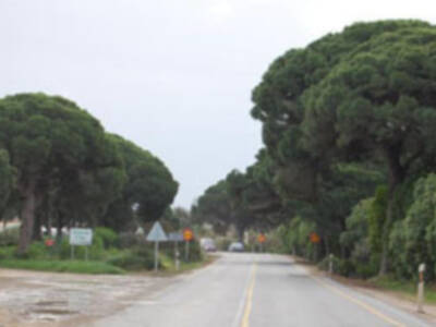 Ecologistas de Chipiona advierten sobre posible tala de pinos   centenarios por obras en carretera de Rota.-