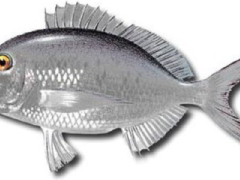 Un pez con una cabeza redonda y un hocico curvado, con ojos grandes y dorados. Su cuerpo es de color plata brillante, con patrones irregulares en la piel. La cola es larga y el pescado parece estar en movimiento, con una expresión de curiosidad.