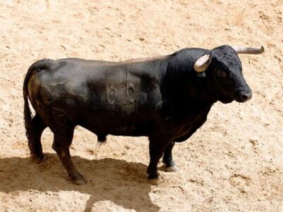 Orden de lidia de los toros de Hrdos. del Excmo. Sr. Conde de la Maza par a la quinta de abono en Sevilla