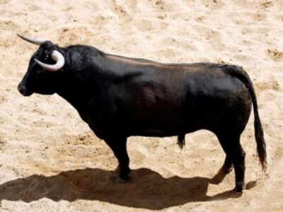 Orden de lidia de los toros de Hrdos. del Excmo. Sr. Conde de la Maza par a la quinta de abono en Sevilla