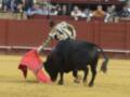 Un torero maneja un toro en una corrida de toros, rodeado por espectadores en la plaza de toros.