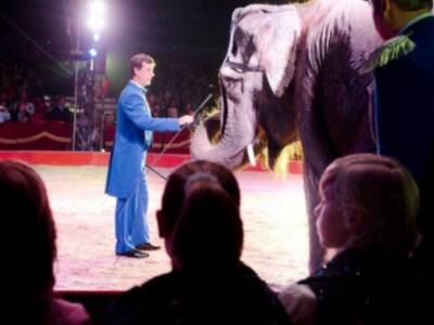 El conde de Salvatierra debuta como domador de elefantes en el circo mundial en Sevilla.