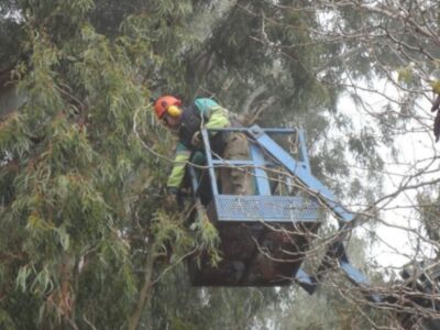 El plan de poda municipal acomete su fase más compleja con los eucaliptos de la Avenida de Jerez(Chipiona)