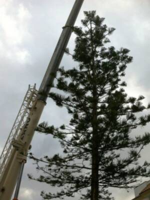 Operarios municipales talan la araucaria de la Plaza Vieja por riesgo de caída(Chipiona)