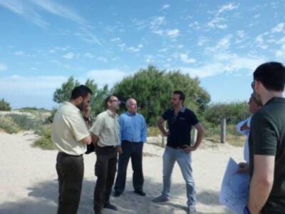 Junta y Ayuntamiento estudian la plantación en el acceso a Las tres piedras de las palmeras retiradas del Paseo Costa de la Luz(Chipiona) 