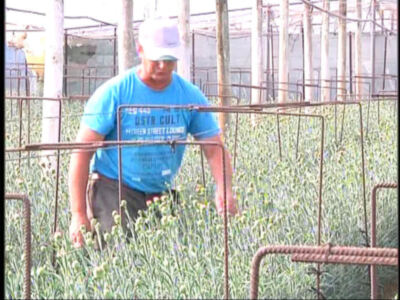 Mercado Rivera recibe el jueves el premio a su labor de investigación sobre la flor cortada de La Asociación Española de Científicos 