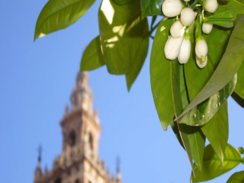 Imagen de flores blancas en un ramo verde, con la Giralda de Sevilla en el fondo.